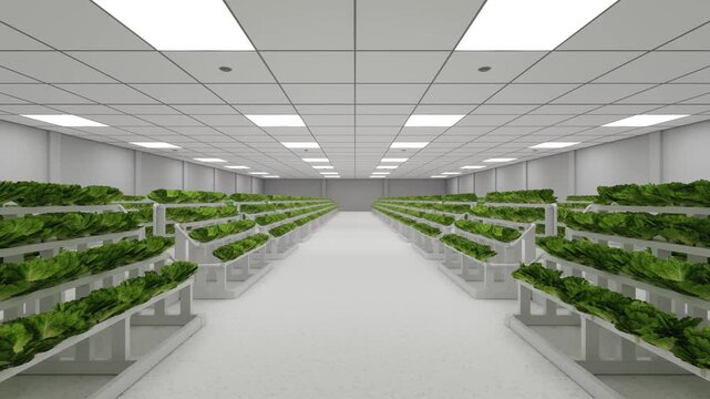 Realistic 3D Rendering Animation of Modern Indoor Smart Greenhouse Interior Featuring Rows of Multi-Tier Hydroponic Shelves Growing Sustainable Green Lettuce Crops