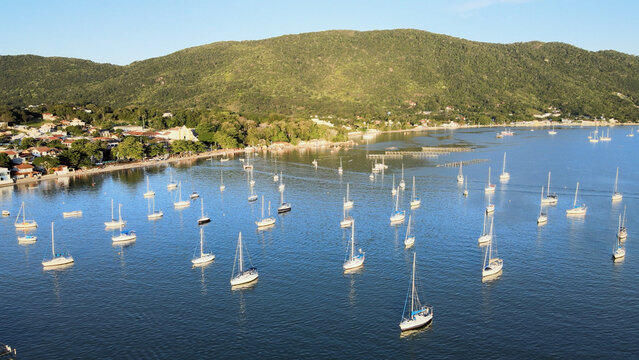 Wide drone view of a sheltered ocean bay filled with white sailboats against green forested hills in Santo Antonio de Lisboa, Florianopolis, Brazil.
