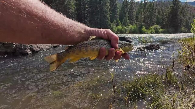 Angler Holding Brown Trout Caught Fly Fishing On The Rio Grande River In Colorado