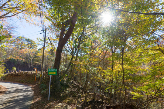 渓谷の紅葉（宮崎県延岡市鹿川渓谷）