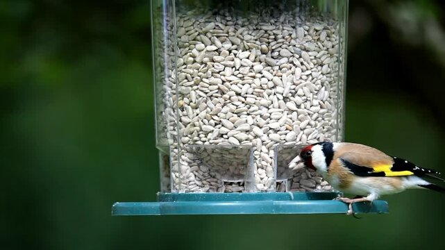 European goldfinch (Carduelis carduelis) eats sunflower seeds, Hesse, Germany