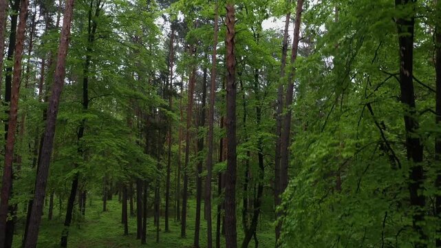 Drone flight through a deciduous forest and pine forest, pine forest, trees, forestry, summer, East Styrian hill country, Styria, Austria