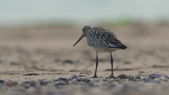 Black-tailed Godwit, Limosa limosa, bird on sand, Devon, England, United Kingdom
