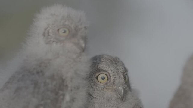 Portrait of two fluffy nestling Eurasian scops owls Otus scops perched on a tree branch in a forest. Close-up of a young wild owl chick in Wildlife, expressive eyes. ProRes 422 10-bit C-LOG2 video..