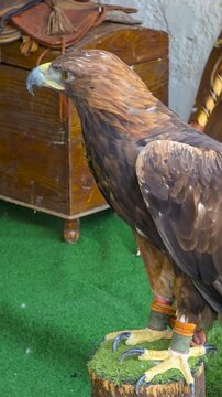 Detailed close up profile shot of a majestic golden eagle with sharp eye and hooked beak perched during a falconry exhibition with medieval leather equipment in the background.