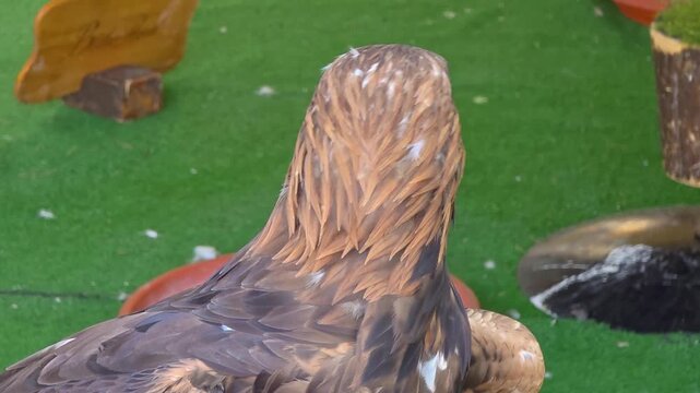 Side profile close up shot of a majestic golden eagle with vibrant yellow eye and powerful hooked beak against a soft blurred green background at a medieval exhibition.