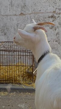 Side view profile close up shot of a young white domestic goat with small horns and a collar standing on a farm, with a wire cage and straw in the background