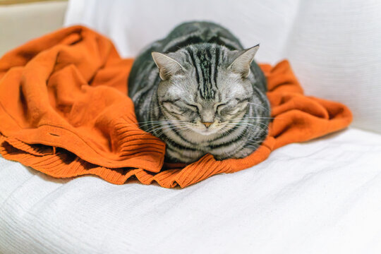 飼い主の服の上がお気に入りの猫