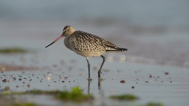 Black-tailed Godwit, Limosa limosa, bird on sand, Devon, England, United Kingdom