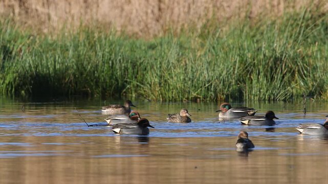 Eurasian Teal, Anas crecca, birds in spring courtship on marshes