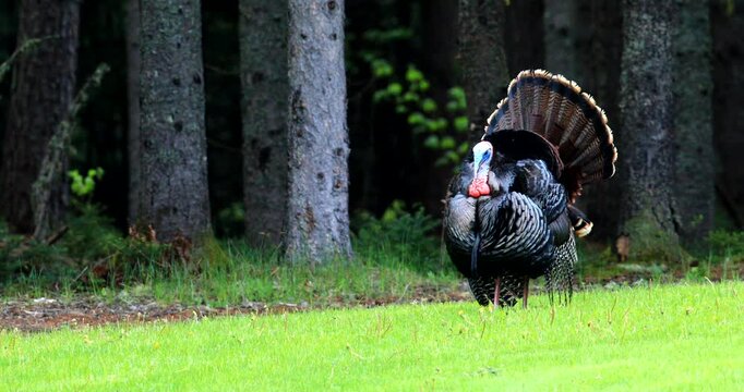 Wild turkey. Meleagris gallopavo. Male in courtship display. Region of La Mauricie, province of Quebec. Canada