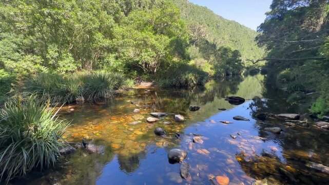 Stream Touwsrivier between wooded hills, Half Collard Kingfisher Trail, Wilderness, Garden Route National Park, Garden Route, Western Cape, South Africa