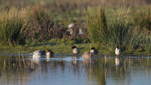 Eurasian Wigeon, Mareca penelope, birds on winter marshes