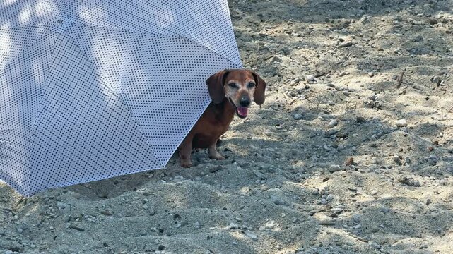 Senior Dachshund Dog Resting Under Beach Umbrella on Sunny Day