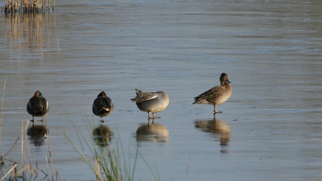 Eurasian Teal, Anas crecca, birds in spring courtship on marshes