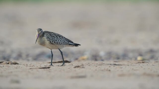 Black-tailed Godwit, Limosa limosa, bird on sand, Devon, England, United Kingdom
