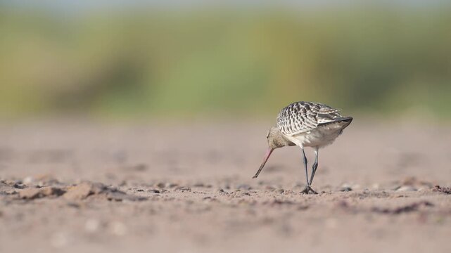 Black-tailed Godwit, Limosa limosa, birds on beach