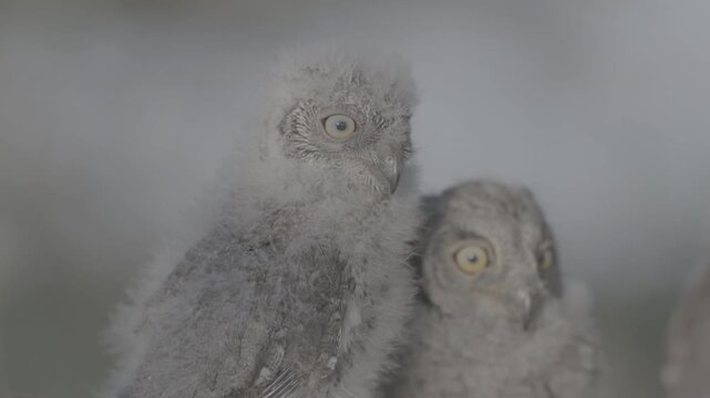 Portrait of two fluffy nestling Eurasian scops owls Otus scops perched on a tree branch in a forest. Close-up of a young wild owl chick in Wildlife, expressive eyes. ProRes 422 10-bit C-LOG2 video..
