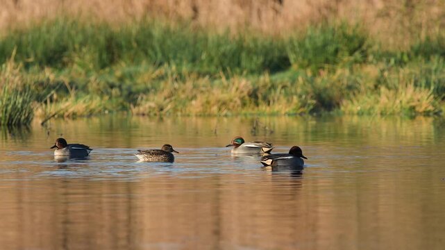 Eurasian Teal, Anas crecca, birds in spring courtship on marshes