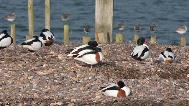 Common Shelduck, Tadorna tadorna, bird on winter marshes, Devon, England, United Kingdom