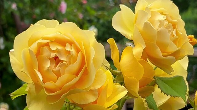 English yellow rose (Rosa Charles Austin) in the Rose Garden at the monastery in Ystad, Scania, Sweden, Scandinavia