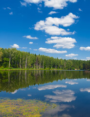 Fototapeta premium Still lake mirroring forest and summer clouds