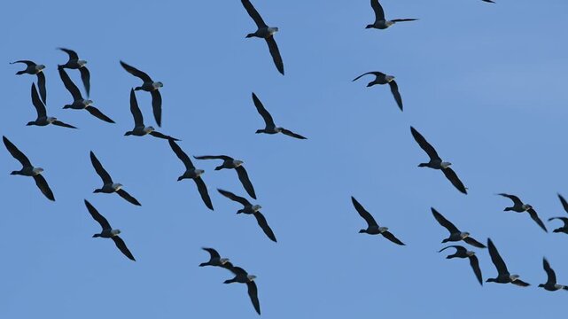Brent Goose, Branta bernicla, birds in flight overwinter marshes, Devon, England, United Kingdom