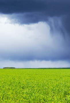 Field and clouds. Dark stormy sky and fresh, green grass.
Rain over green agricultural fiel