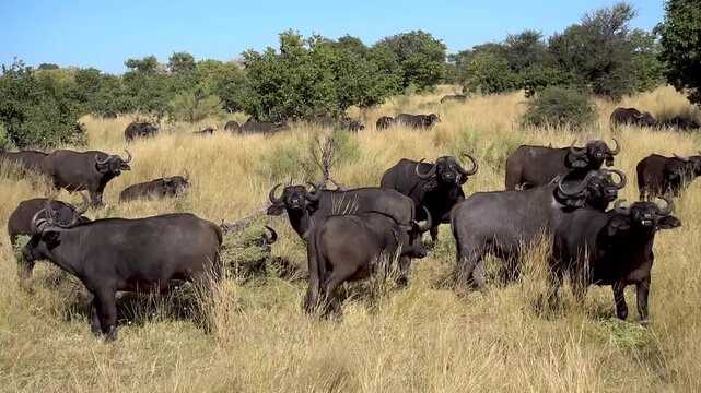 African buffalo (Syncerus caffer) in tall grass, Moremi National Park, Botswana