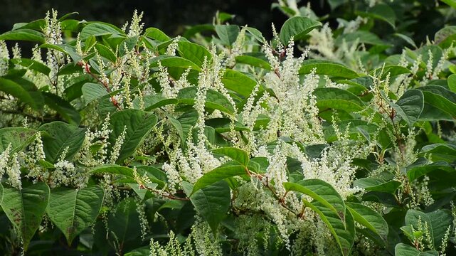 Flowering Japanese Knotweed (Fallopia Japonica), an invasive piece in a forest clearing in Ystad, Sk&aring;ne County, Sweden, Scandinavia