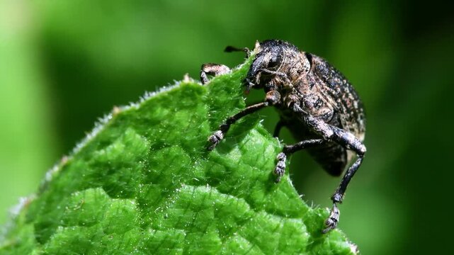 Pea Weevil (Bruchus pisorum), Devon, England, United Kingdom