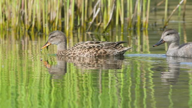 Gadwall, Mareca strepera, pair of birds on lake