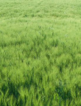Green barley field. Green natural spring background