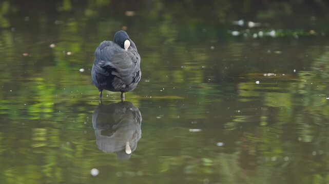 Eurasian Coot (Fulica atra) in habitat, Devon, England, United Kingdom