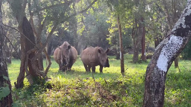 Two Southern white rhinoceros (Ceratotherium simum simum) between trees, mother and young, Ziwa Rhino Sanctuary, Uganda