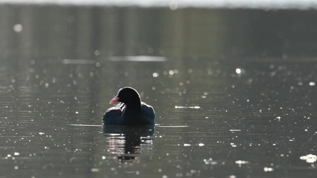 Eurasian Coot, Fulica atra, bird on lake at spring time