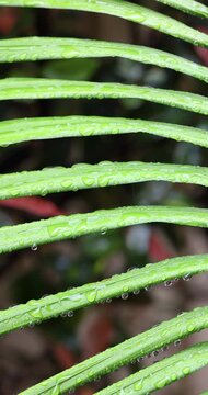 Close-up of vibrant green palm tree leaves covered in water drops with a soft-focused dark background. Captured in slow motion in portrait orientation on a rainy day.