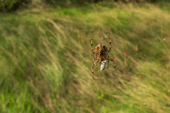 Eine Spinne spinnt ihre Beute ein