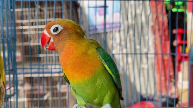 Colorful Fischer's Lovebird Perched Near Birdcage Looking Around