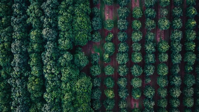 Aerial view of a macadamia orchard with neatly planted rows of trees in Byron Bay, New South Wales, Australia.