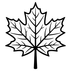 Fototapeta premium Simple black outline vector graphic of single maple leaf