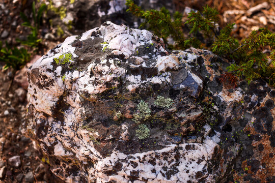 Weathered Precambrian Biotite Gneiss Outcrop With Crustose Lichen in Rocky Mountain National Park, Colorado