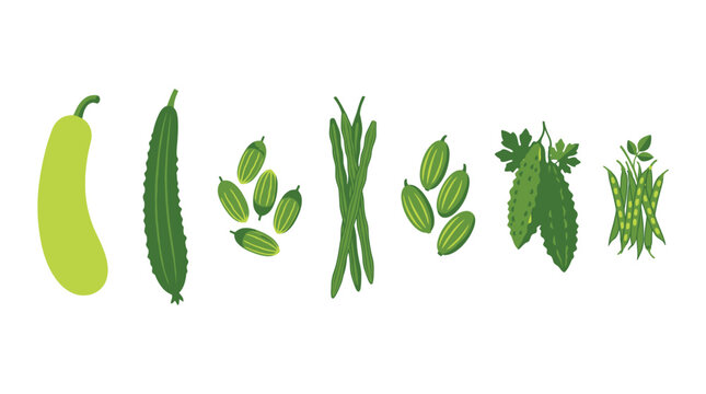 Collection of Organic Indian Green Vegetables Vector Illustration Set: Bitter Gourd, Bottle Gourd, Drumstick, Ridge Gourd, and Beans