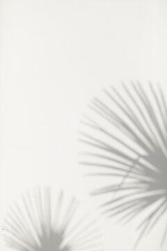 Abstract background of shadows palm leaves on a white wall. Top view of tropical leaf shadow on sand color background.