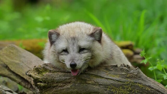 Polarfuchs (Vulpes lagopus), liegend auf einem alten Holzstamm