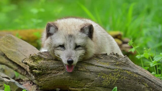 Polarfuchs (Vulpes lagopus), liegend auf einem alten Holzstamm