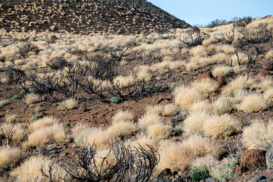 Sparse pale tussocks and dead broom cover a red volcanic slope below a dark cinder cone in Teide National Park. Arid ecology for nature and climate resilience campaigns.
