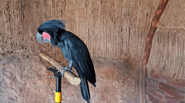 Beautiful black feather bird standing in the photo zone at the zoo