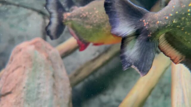 Red-bellied piranha (Pygocentrus nattereri), a freshwater fish native to South America, representing aquatic wildlife, biodiversity, and freshwater ecosystems.