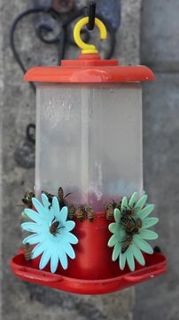Honey bees gathering around a vibrant hummingbird feeder, finding and collecting sweet nectar from the multiple feeding ports